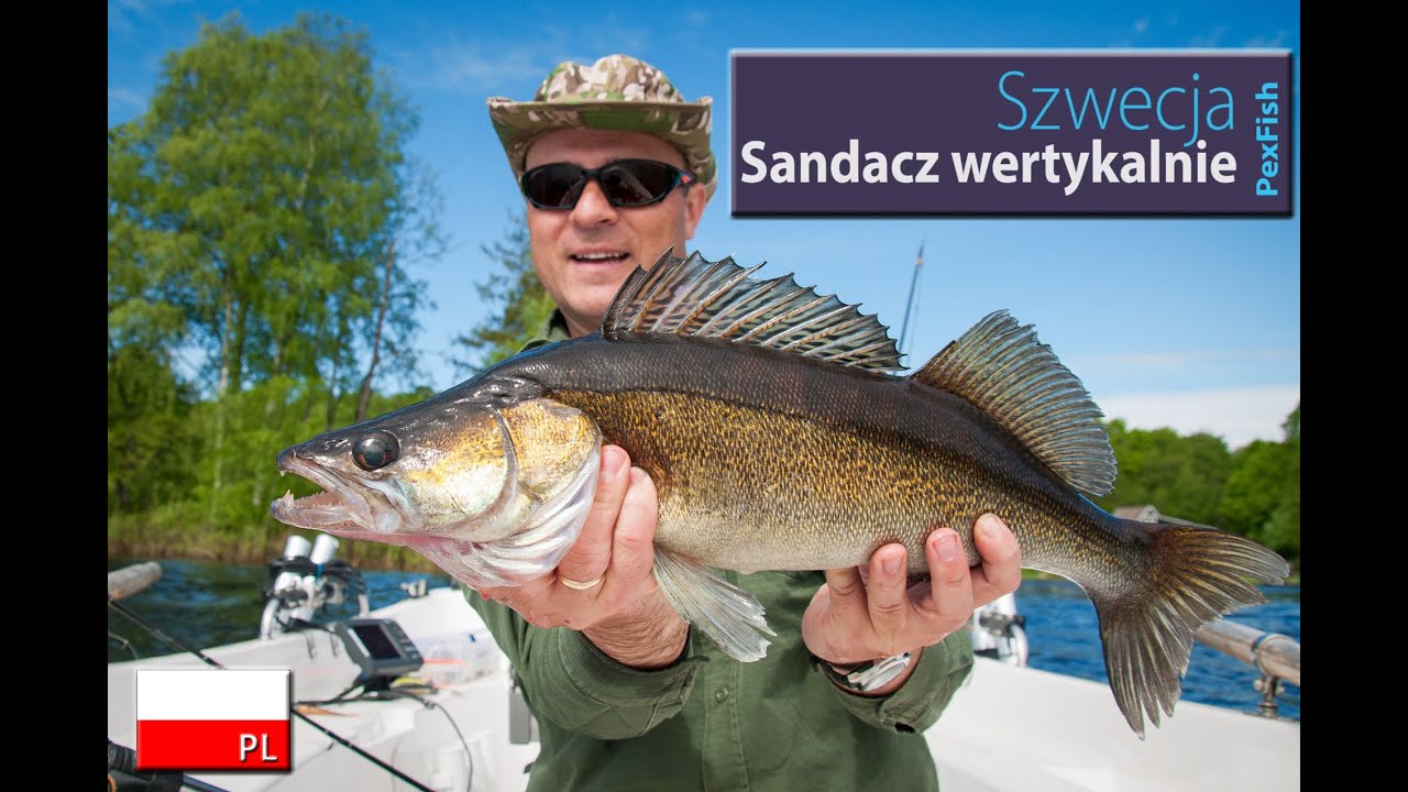Sandacz wertykalnie
