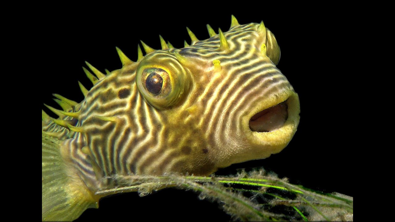 Caribbean, Bahamas and Florida Marine Life