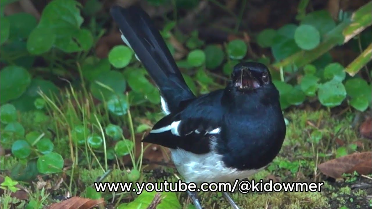 Singing Male ORIENTAL MAGPIE-ROBIN, dueting with his female partner, Singapore 