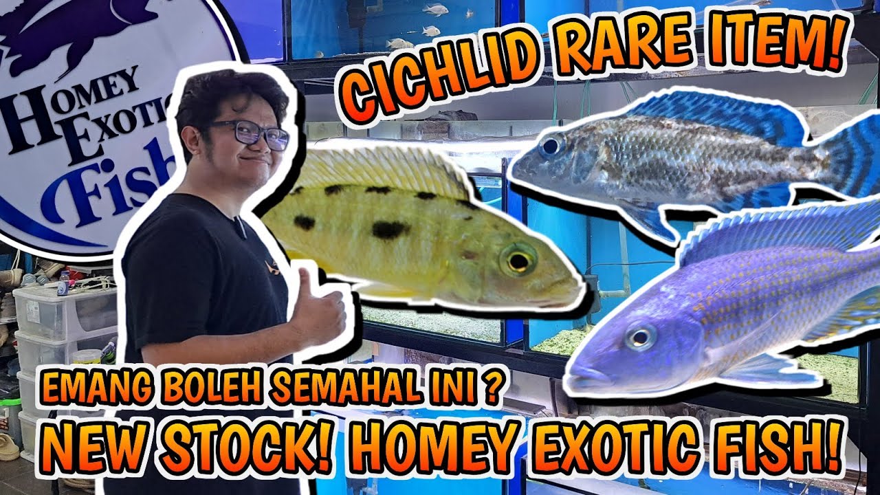 EMANG BOLEH SEMAHAL INI❓️CICHLID HARGA RATUSAN RIBU❗️CARI CICHLID IMPORT DAN RARE TONTON VIDEO INI❗️