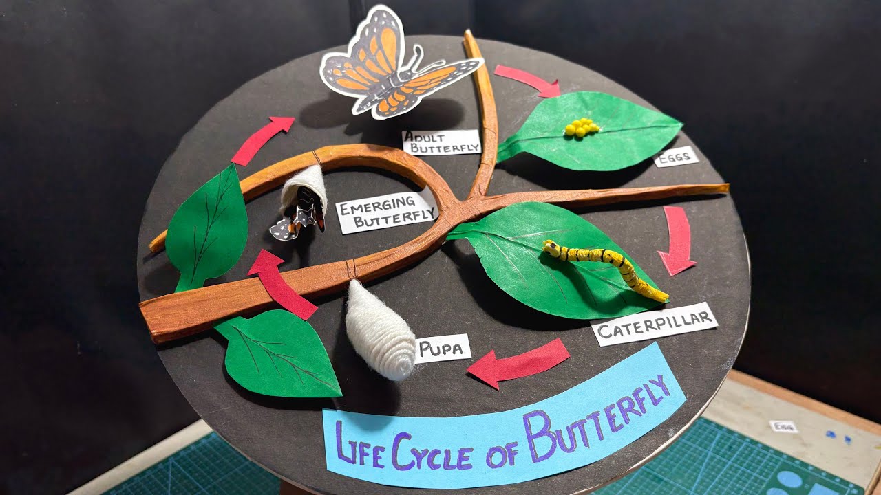 Life cycle of butterfly 3d model With paper and cardboard school project crafts with Nakul Sahu