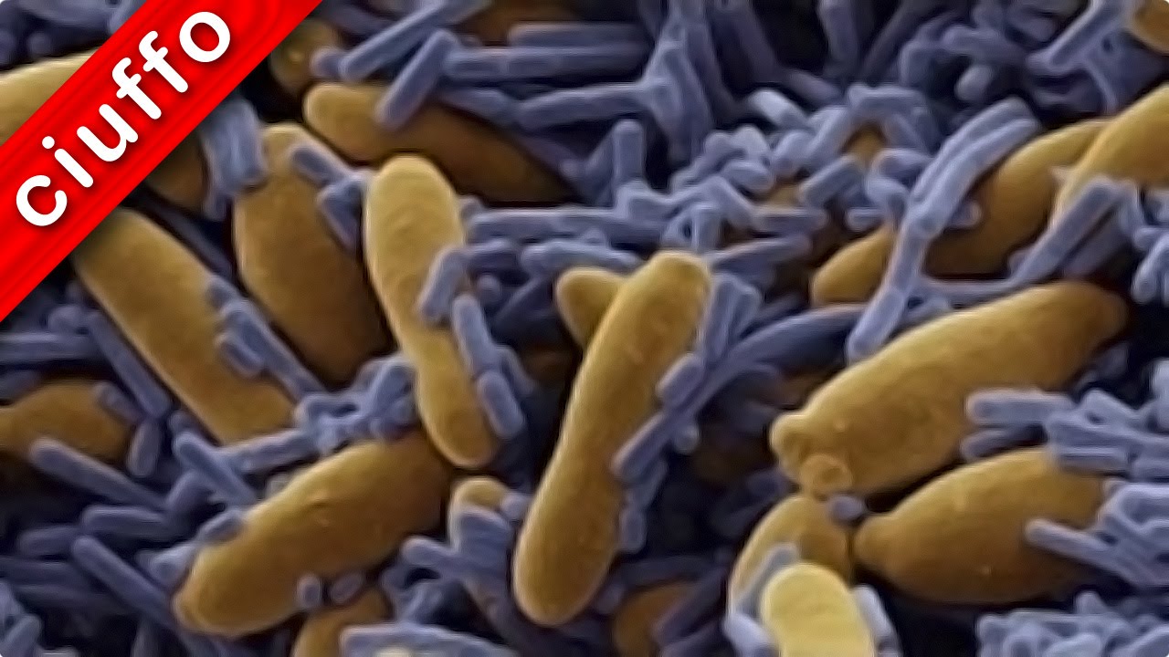 Il Sistema Immunitario | Ciuffo all'Università