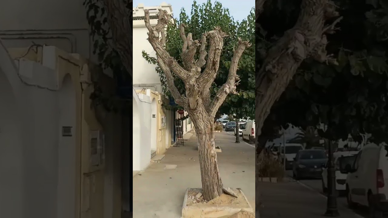 شقق للكراء قدام البحر حمامات الشمالية