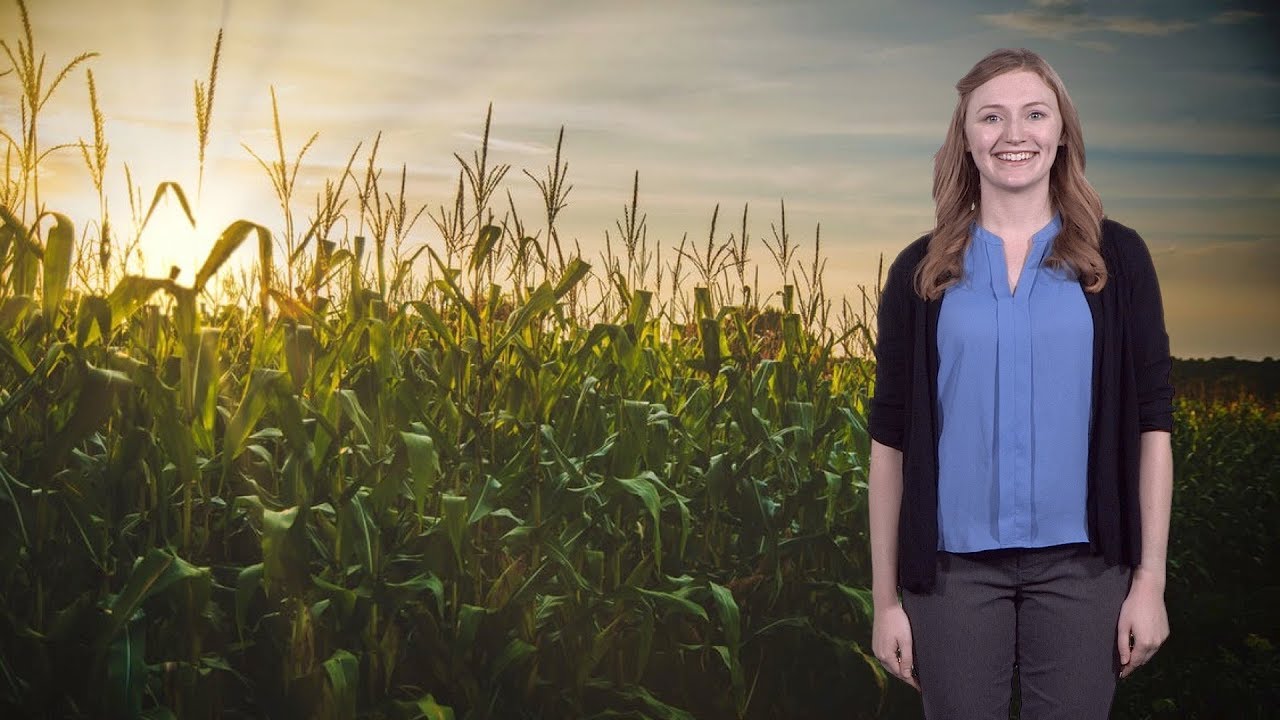 Katie Murphy (UC Davis): How Corn Fights Crop Stress