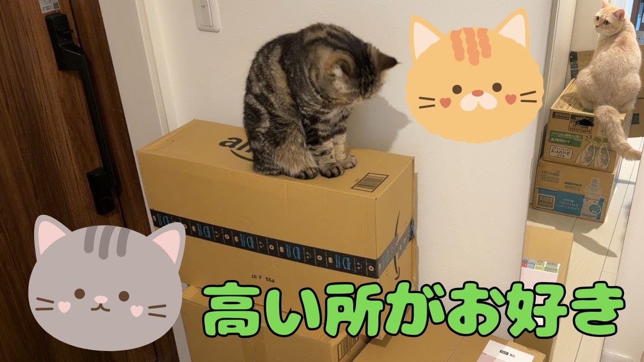 ♯256 ニャンずと煙は高い所がお好き？！