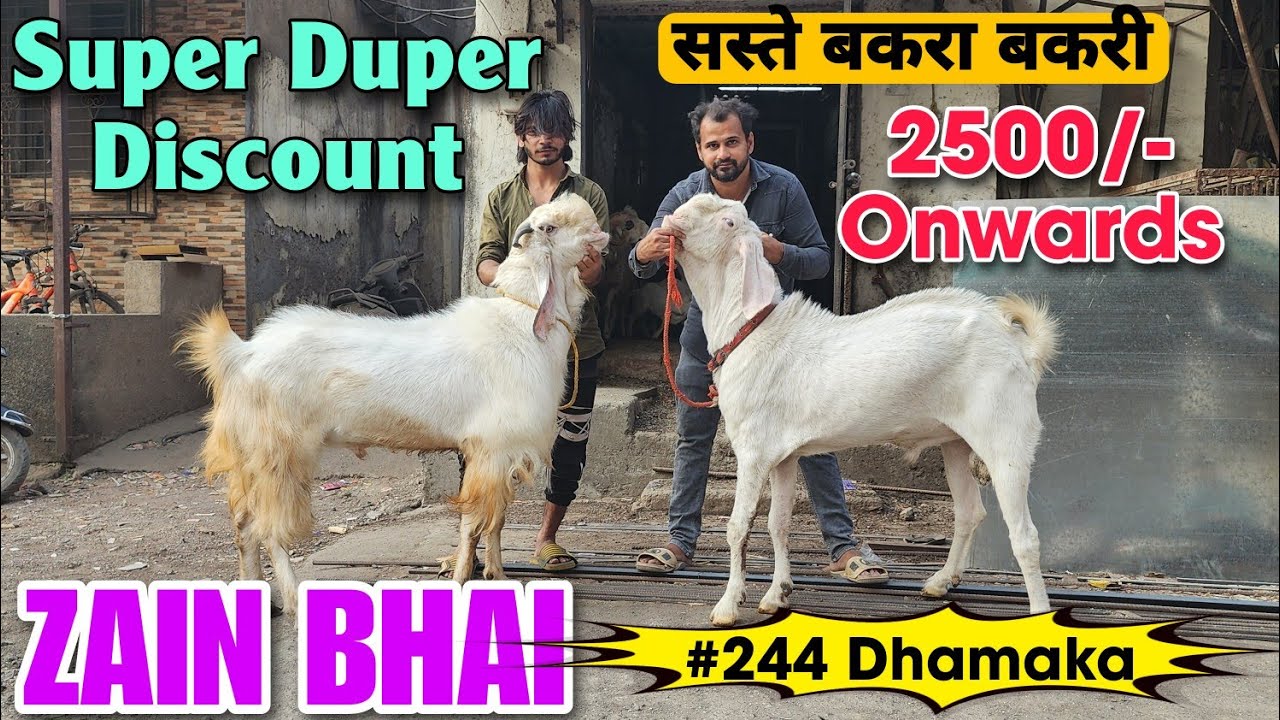 2500/- Onwards Saete Bakra Bakri At ZAIN BHAI | Super Duper Discount Goat In Bhiwandi 