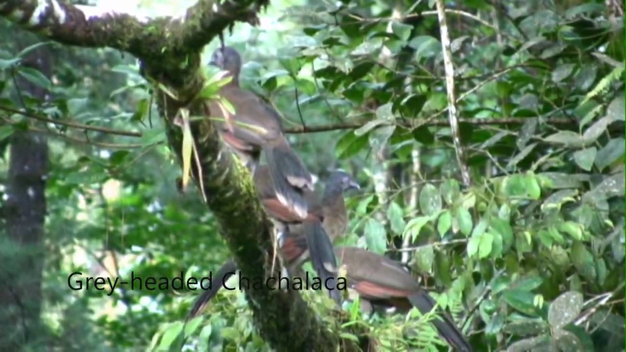 Costa Rica Birding Arenal Observatory Lodge
