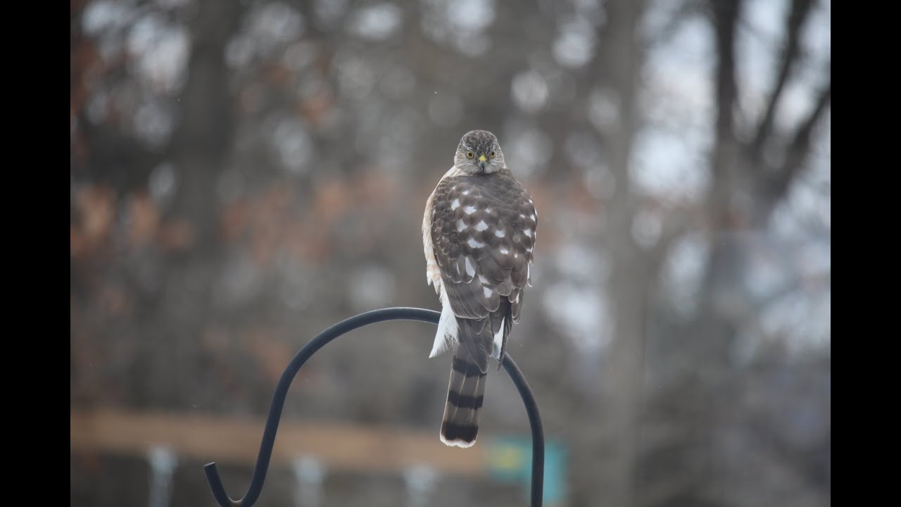 Cooper Hawk Bird 02.02.2026