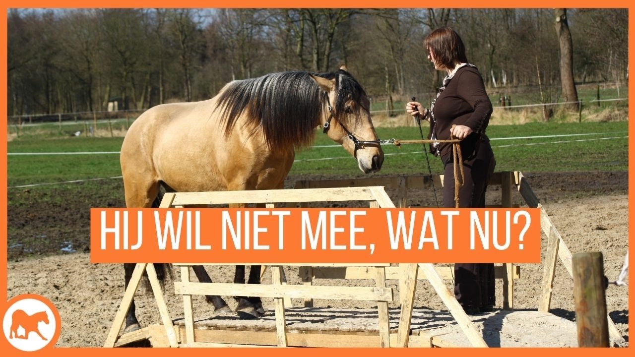 Wat doe je wanneer jouw paard niet mee wil lopen?