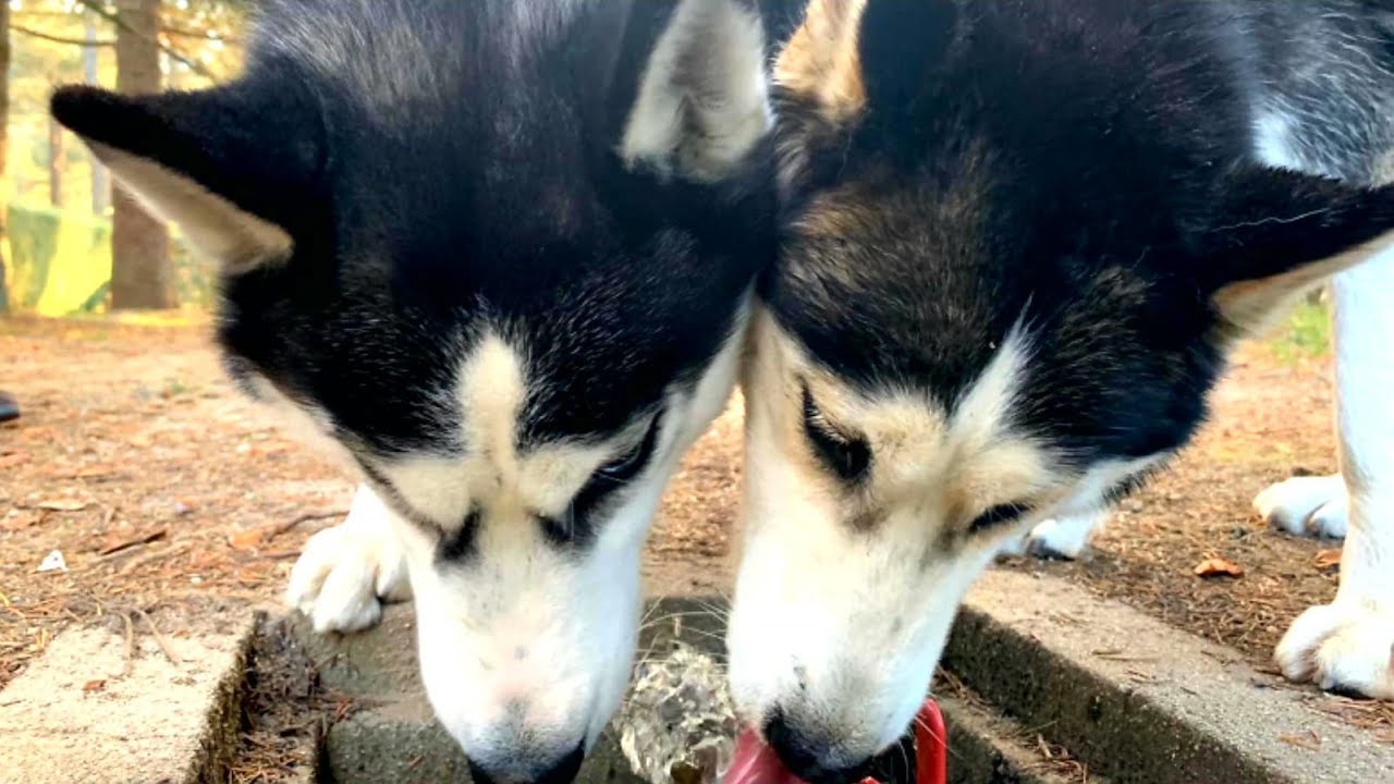 COMO REACCIONA MI HUSKY cuando viene su novia ¡PERROS  ENAMORADOS ❤!! Max the husky