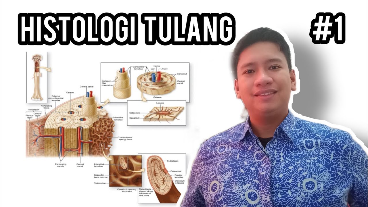 Histologi Tulang - Part I | Osteoblas, Osteoklas, Osteosit dan Sistem Haversian.
