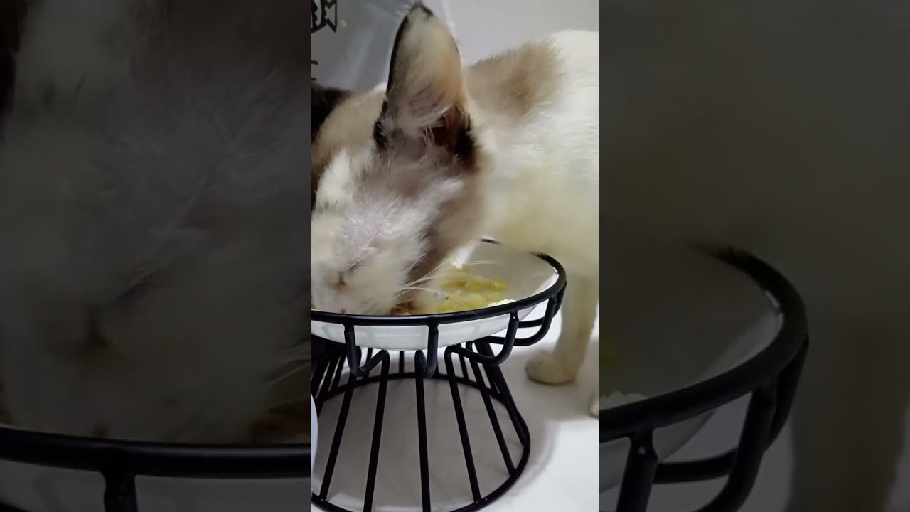 Preparing Dinner time of my cat 🍲