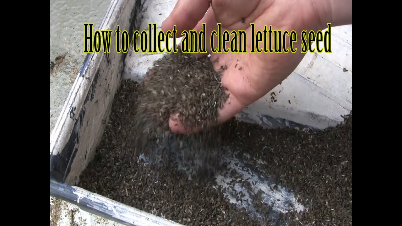How to collect and clean lettuce seed