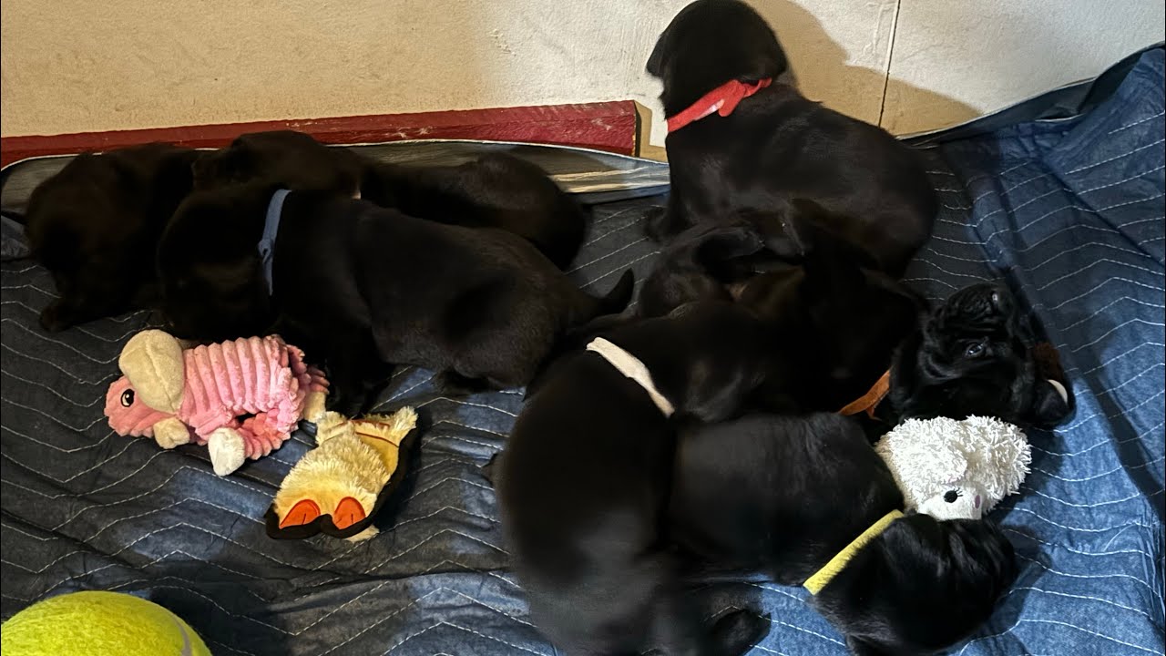 3 Week Old Puppies Explore Their First Toys