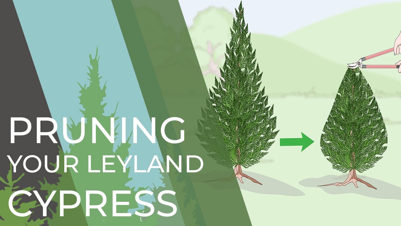 4 Things You Didn't Know About Your Leyland Cypress