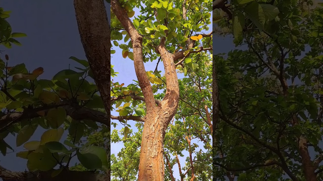 sal tree#naturalworld007 #shortvideo