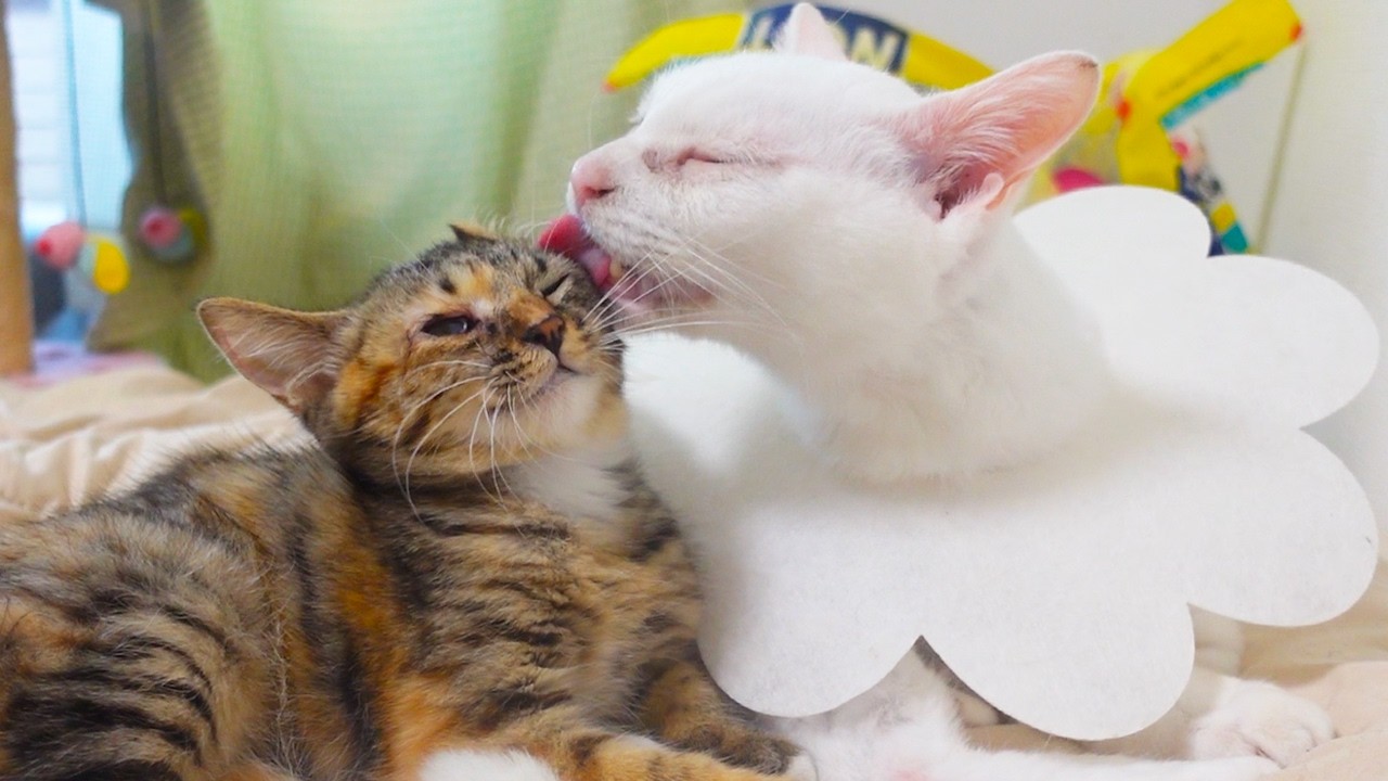愛され娘猫、ウチューネコから学んだ右側添い寝 Teaching How to Sleep Together