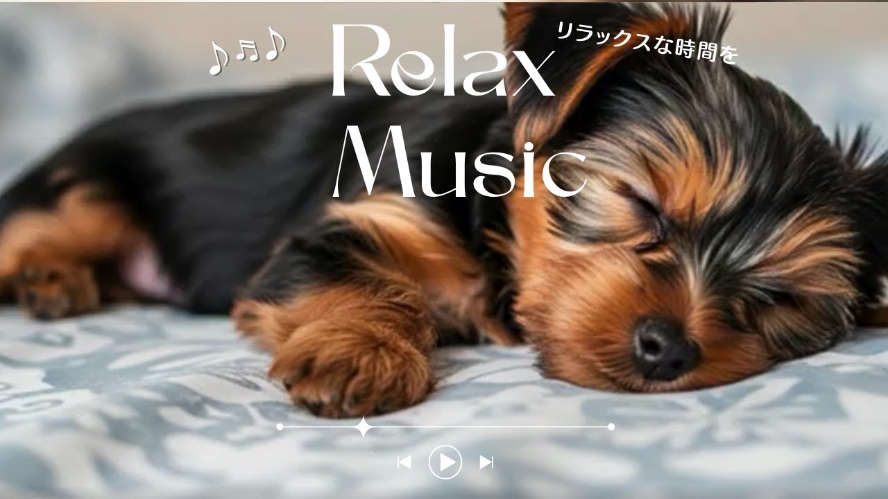 🐶💤Relax（114分）　　　　　　　　　　　　　　　　　　　　　　　　Quiet Moments with a Sleeping Dog | 114 Minutes of Pure Peace