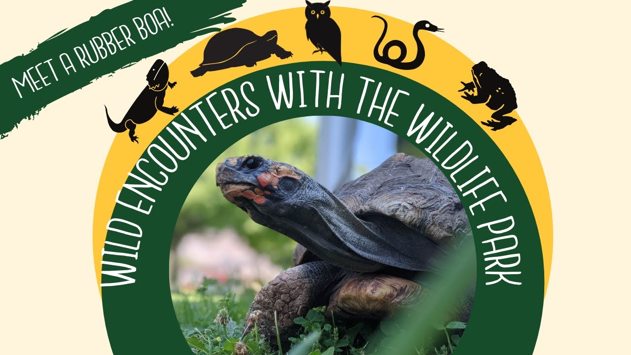 Tortoise Encounter