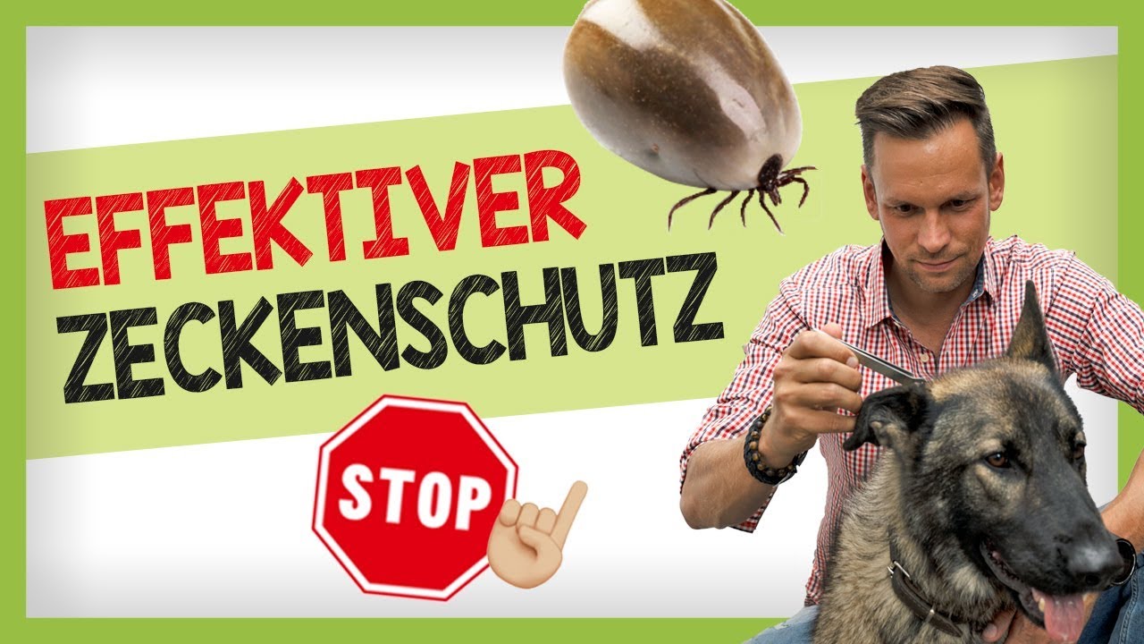 Effektiver ZECKENSCHUTZ: Welche Mittel schützen deinen Hund wirklich?