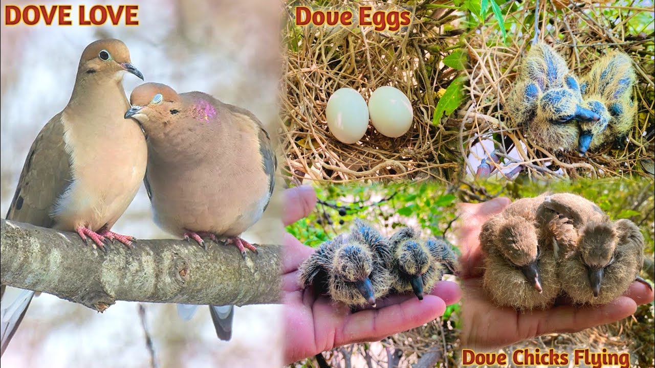Dove Birds Chick's Growth | Chick Growth 0 To 30 Days | Wild Dove Eggs Hatching To Flying Video 