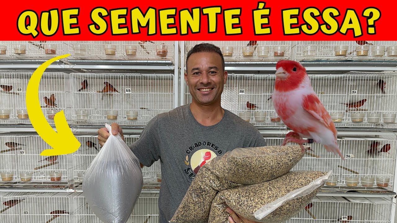 SEMENTES NA ALIMENTAÇÃO DOS CANÁRIOS