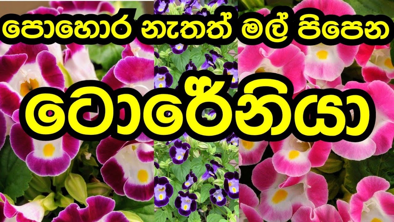 How to make torenia flower #torenia #flowers #toreniaplant #plants @Momandkidsparadise #garden