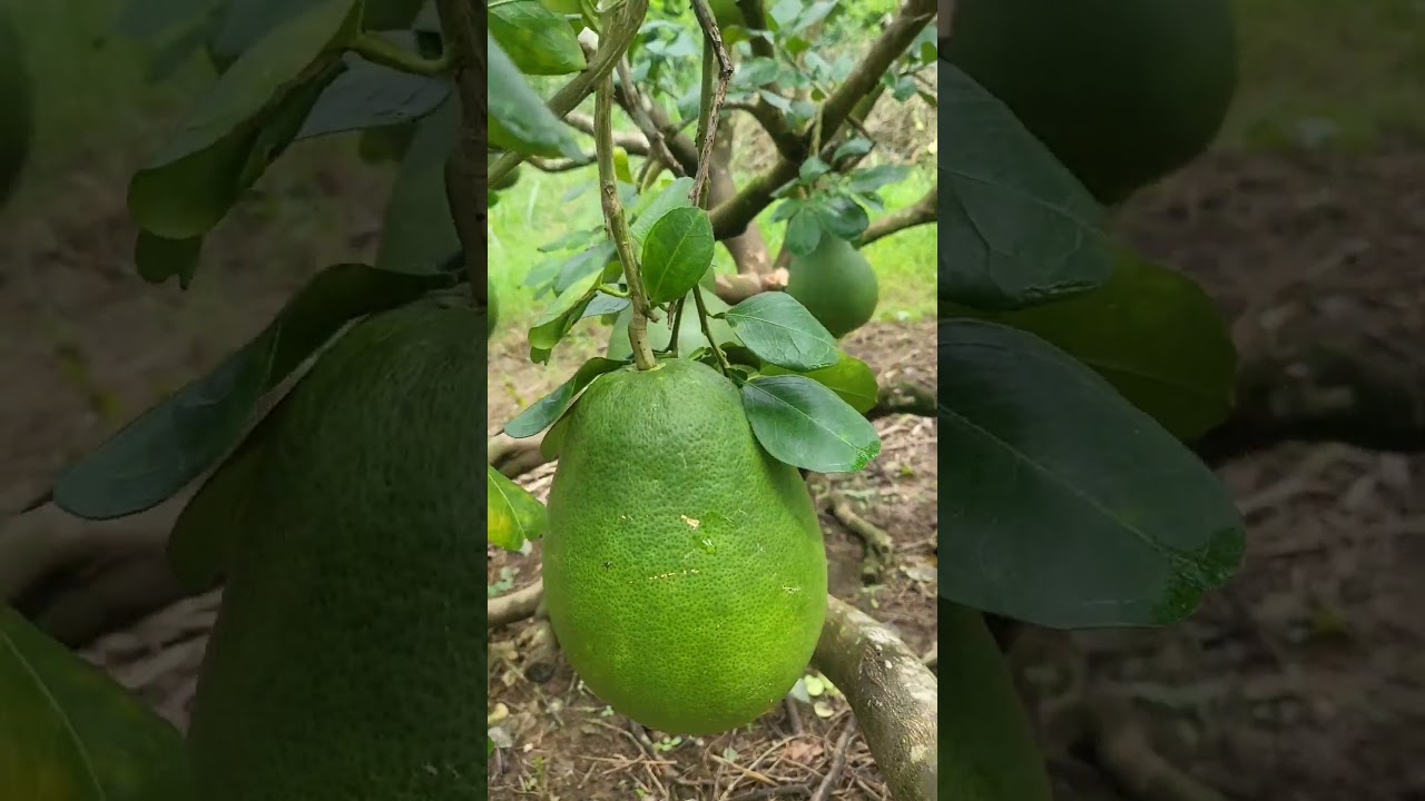 🍈🍈🍈 #fruity #funny #food #satisfying #shortvideo #fruitty