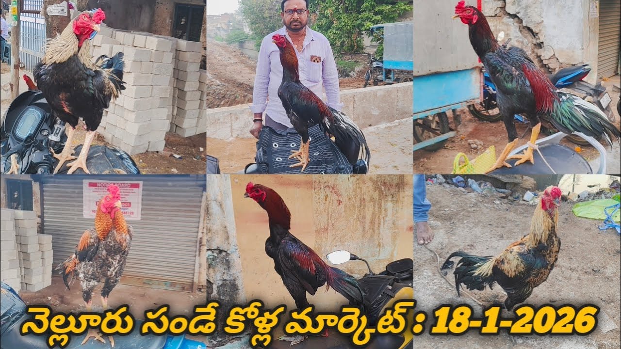 Nellore Sunday Kolla Market :  18-1-2026, #nelloresundaykollamarket #beemavaram #venkyberasatv