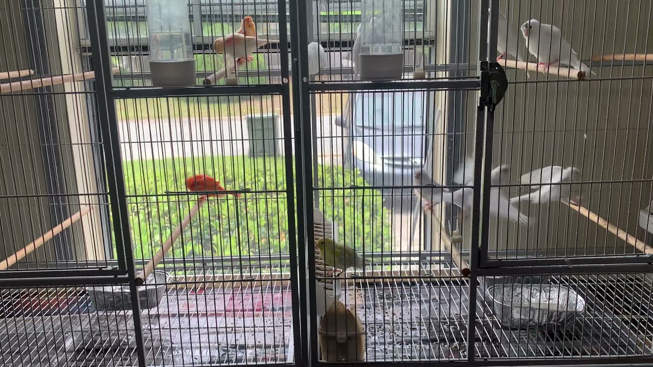 How to make molting period smooth for your canary + tips+ secret of healthy molt.🦜🐥
