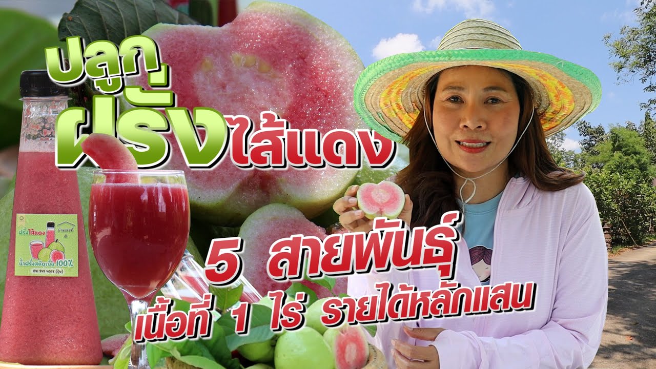 ปลูกฝรั่งไส้แดง 5 สายพันธุ์ เนื้อที่ 1 ไร่ รายได้หลักแสน #เกษตรอารมณ์ดี