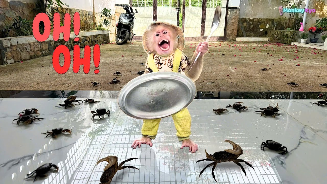 Kyo bravely defends her home from the approaching 'army' of crabs!