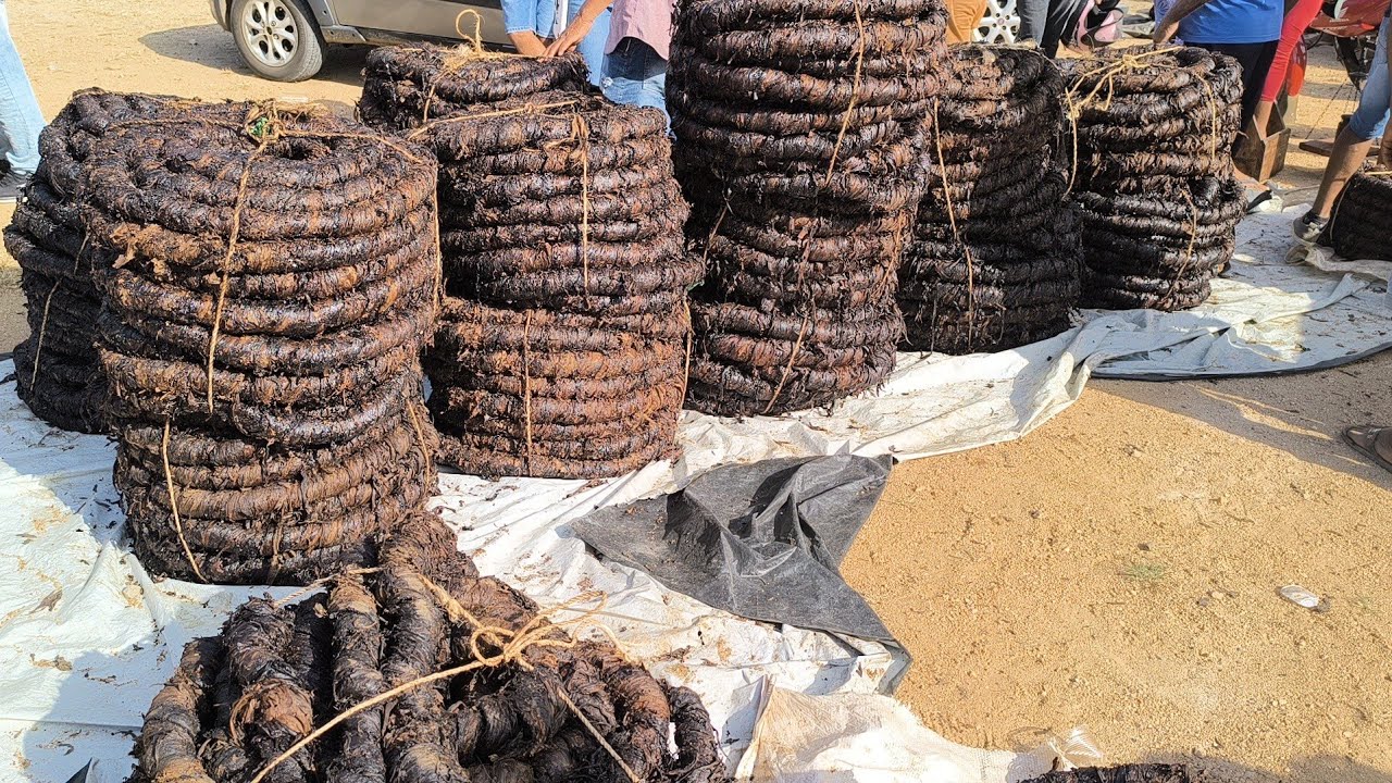 FEIRA DO FUMO DE ARAPIRACA AL DIA 21/10/2024.