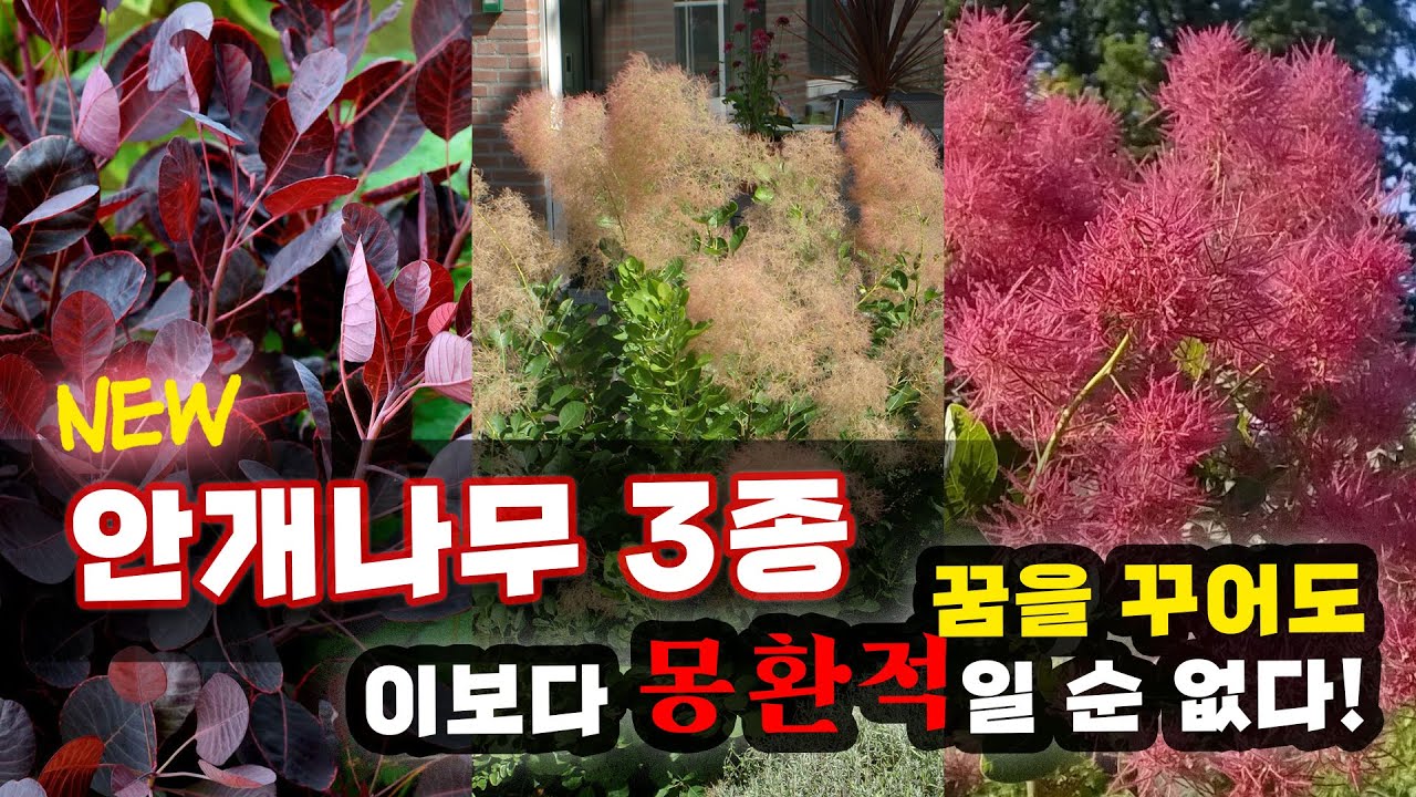 😶‍🌫️안개나무 3종😶‍🌫️꿈꾸는 것 보다 더 몽환적인 꽃!! 