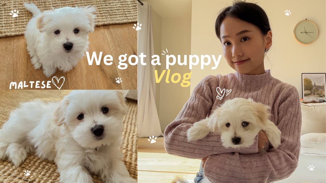 Picking up our new puppy 8 weeks old 🐶 first week at home! 🏠
