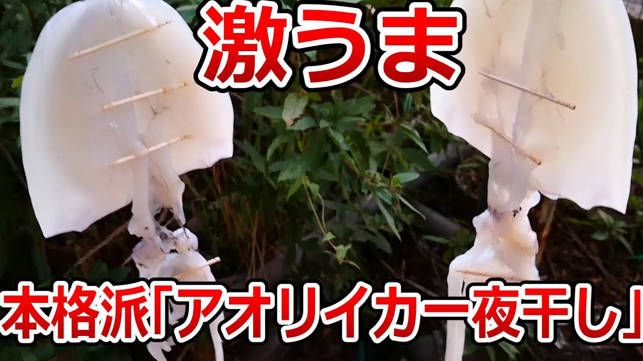 開いて、浸けて、干すだけ！誰でも簡単に作れる、激ウマ本格的アオリイカの一夜干し教えます！