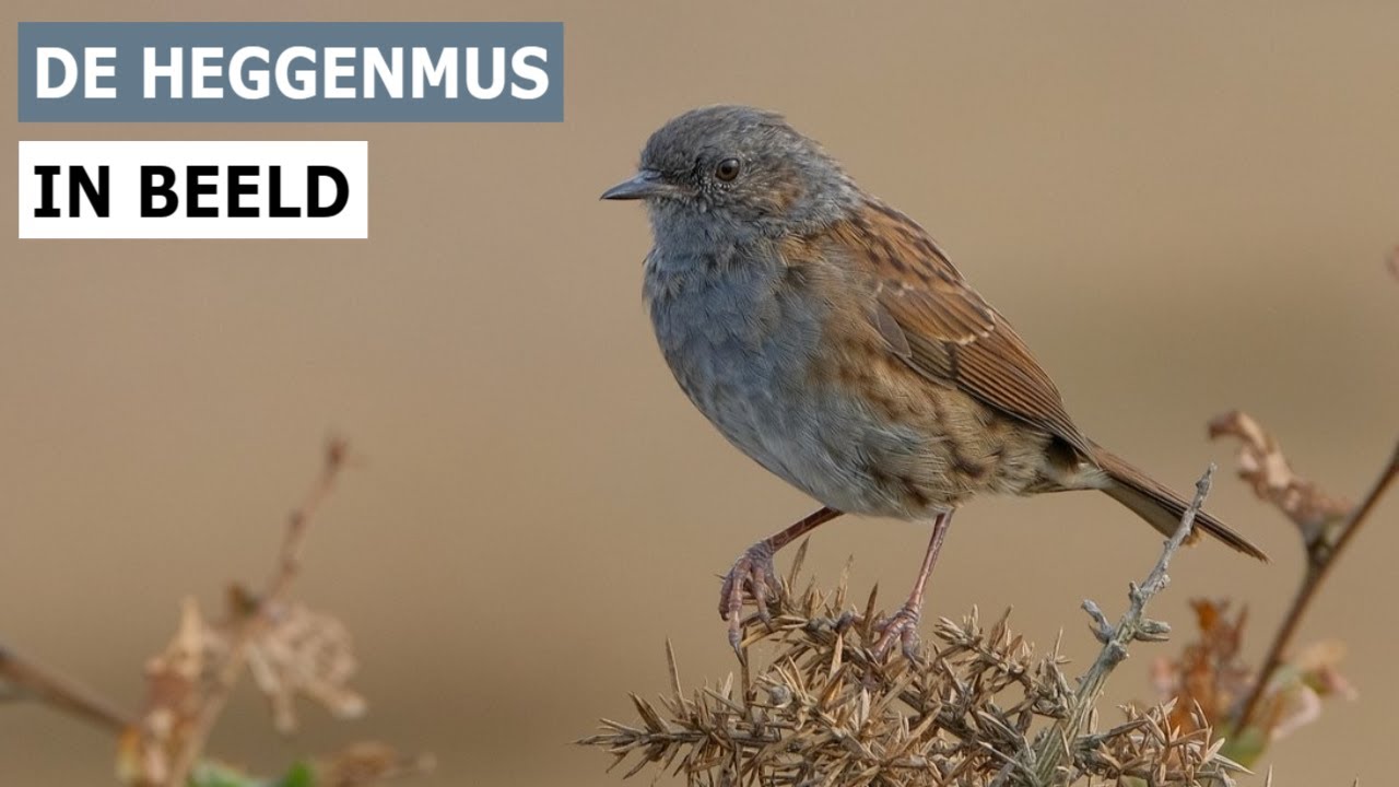 Heggenmus  in Beeld . ( The Dunnock )