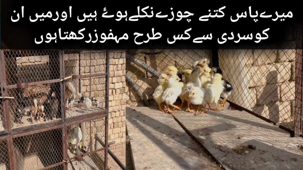  اپنے چوزوں کو سردی سے کس طرح بچاۓ