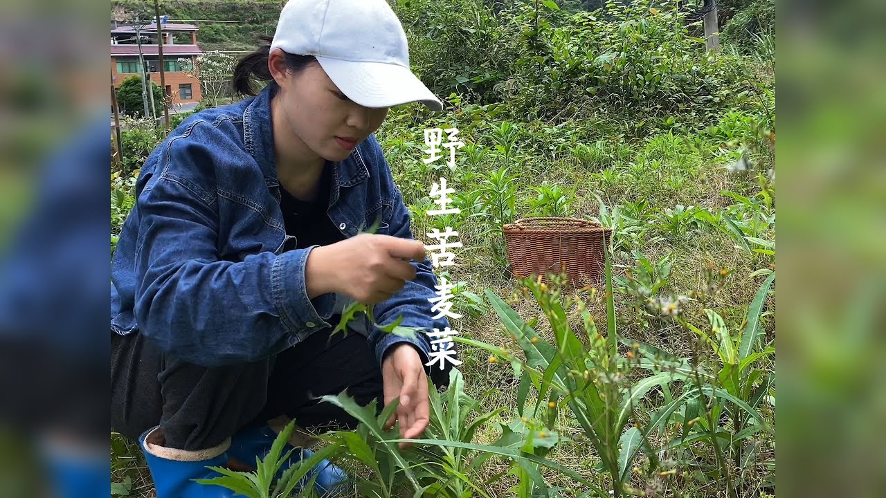长的像牛草一样的野菜，老爸却说那是他过苦日子时最爱吃的