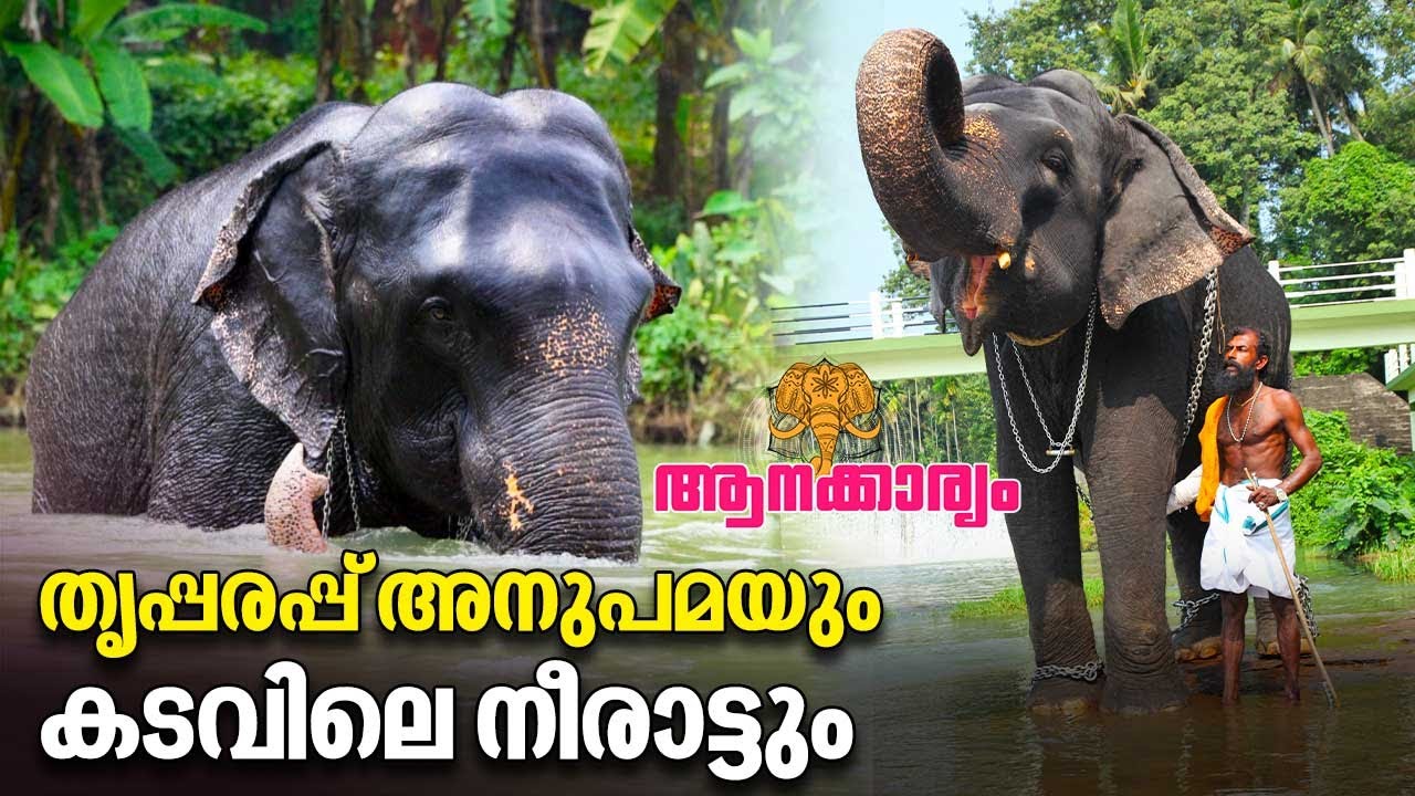 EP 87 | തൃപ്പരപ്പ് അനുപമയും കടവിലെ നീരാട്ടും | Thirparappu Anupama Elephant | Aanakkaryam