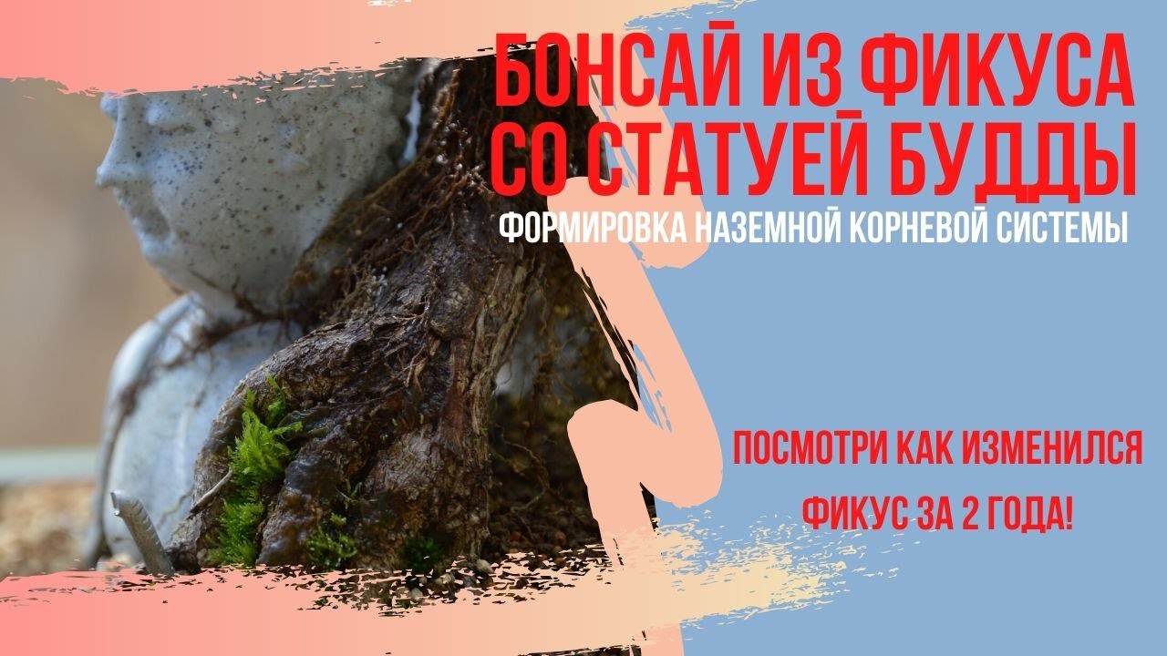 Формировка наземной корневой системы бонсай. Бонсай из фикуса. Оголение статуи Будды.