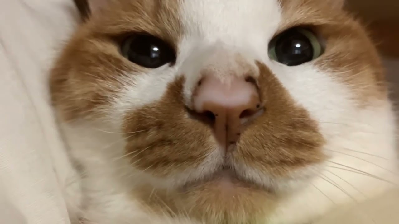 ドアップ顔！！！
