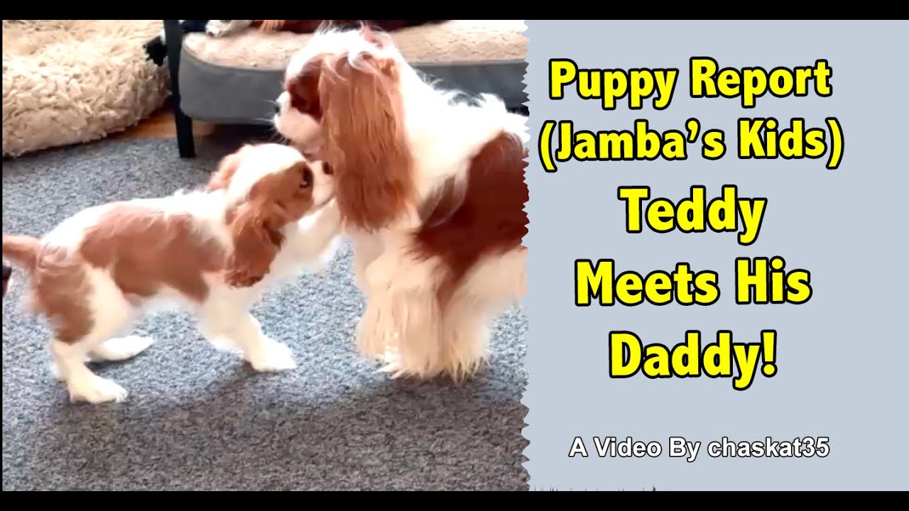 Puppy Report (Jambas Kids) - Teddy Meets His Daddy!