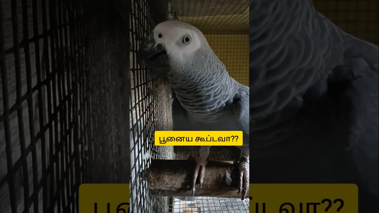 தமிழில் பேசும் african grey parrot#youtubeshorts