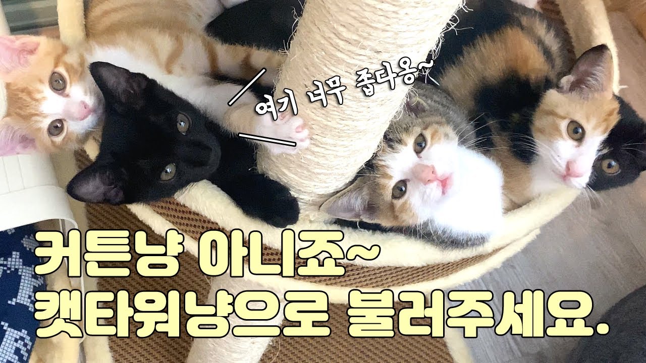 커튼냥이에서 이제는 캣타워냥이가 되어버렸어요 (집사는 아직 서울이예요~)