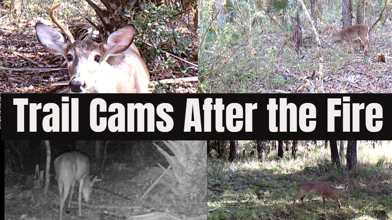Swamp Trail Camera Video after the Prescibed Burn