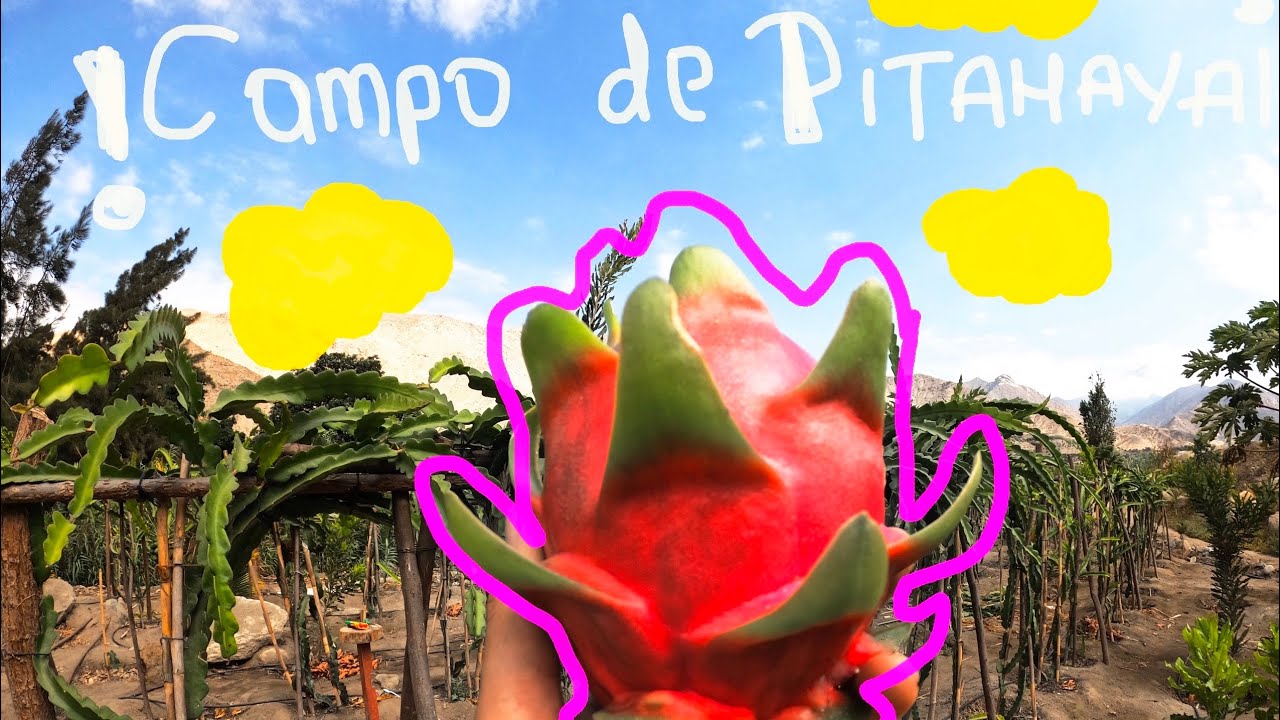 Campo de PITAHAYAS | DATOS SOBRE PITAHAYA