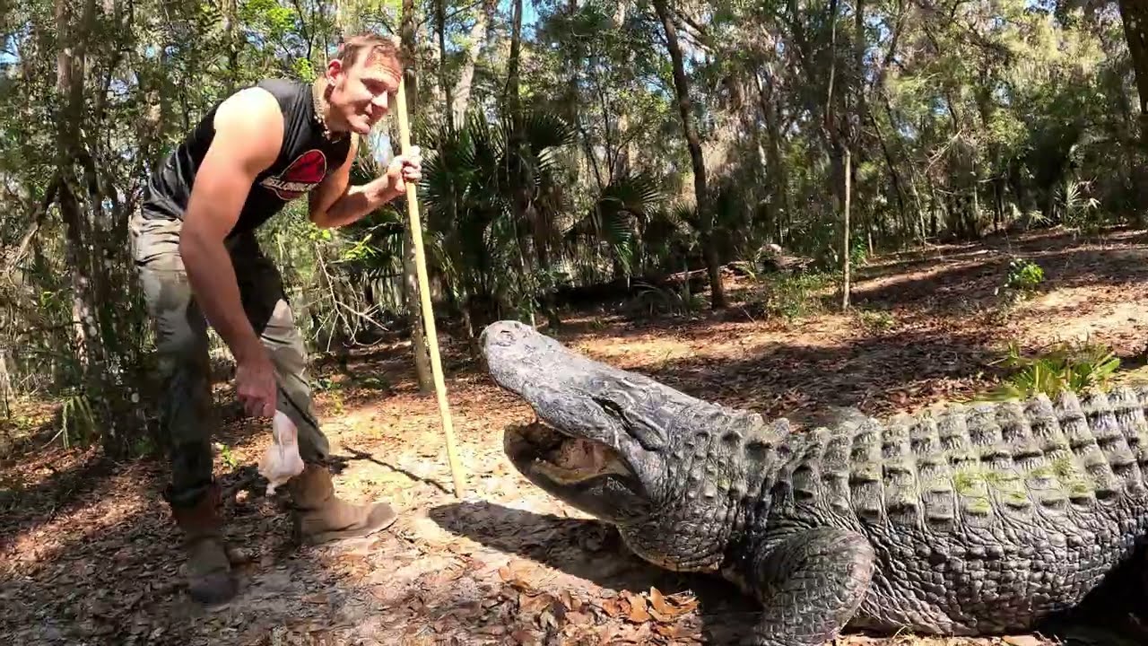 Feeding our biggest gator after months!