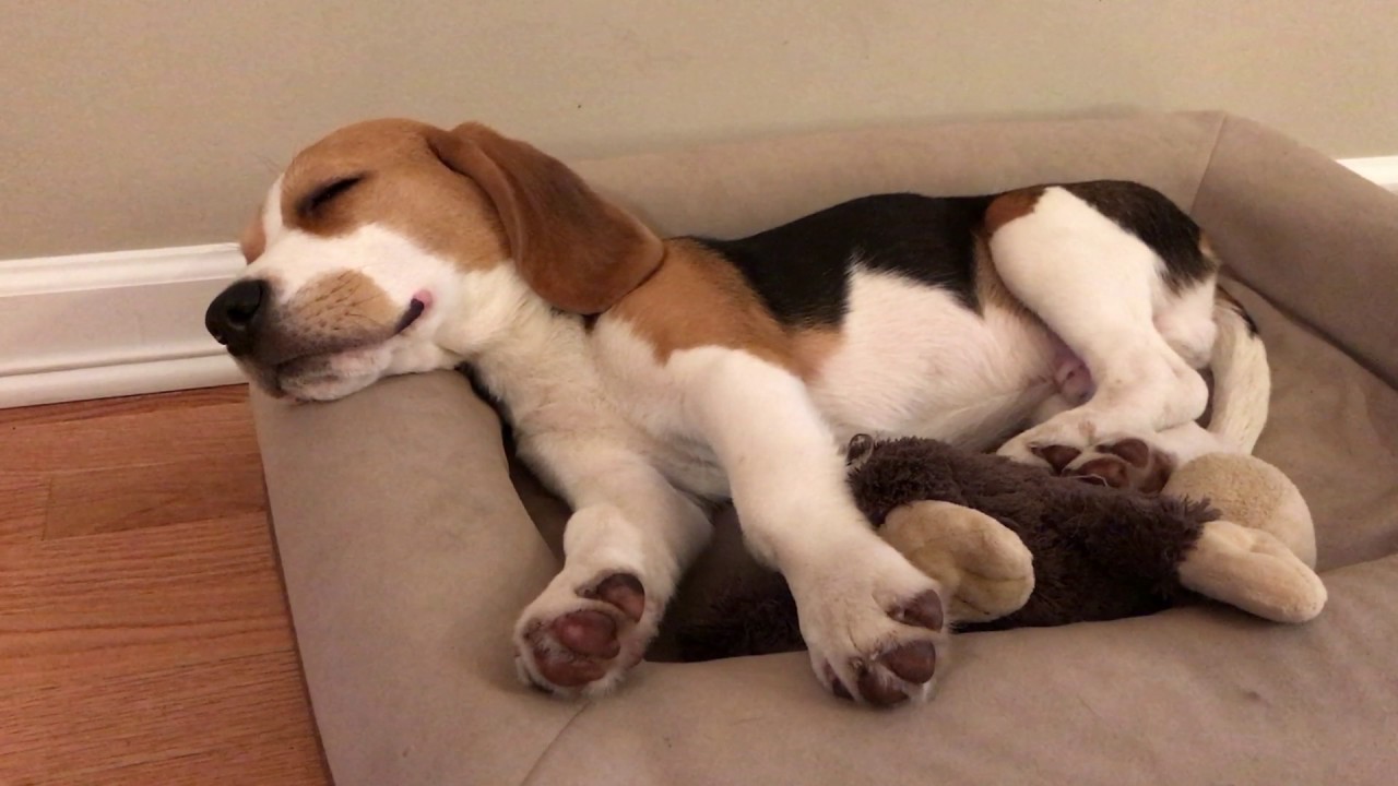 Sleepy beagle puppy doesn't want to go for a walk