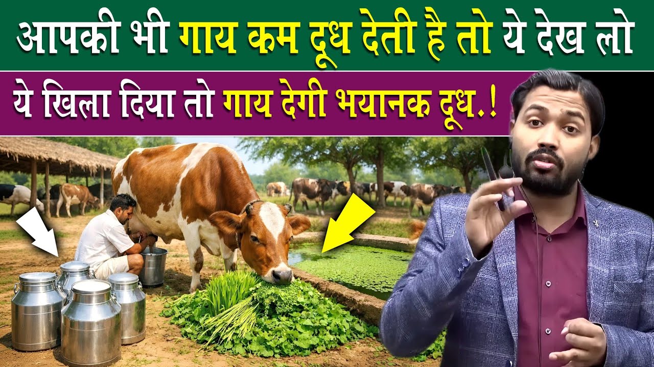 गाय कम दूध देती है तो ये खिलाओ फिर देखो कमाल